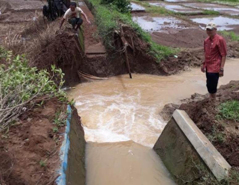 Saluran Jebol Dua Hektar Sawah Terancam Gagal Panen