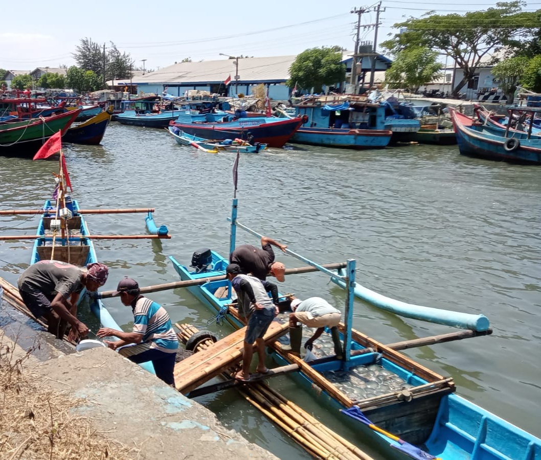 Tangkapan Ubur Ubur Nelayan Cilacap Melimpah Sehari Bisa Dapat 70 Ton