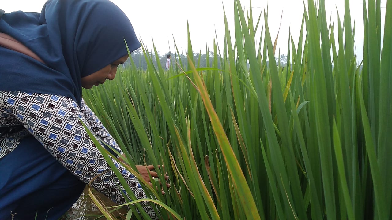  Serangan Penyakit Kresek, Petani Supaya Pengendalian