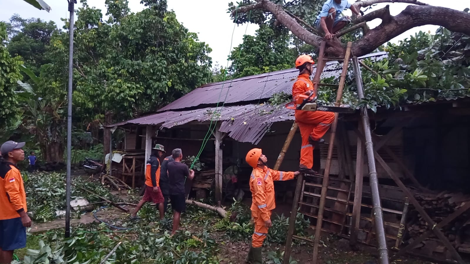 Cuaca Ekstrem Melanda Banyumas Sebabkan Pohon Tumbang di Kalibagor