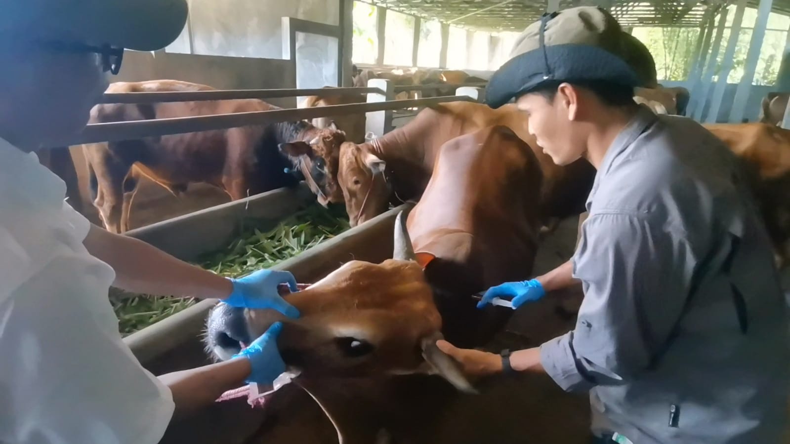 Pemeriksaan Ketat Hewan Kurban di Banjarnegara Jelang Iduladha, Waspadai Hewan dari Luar Daerah