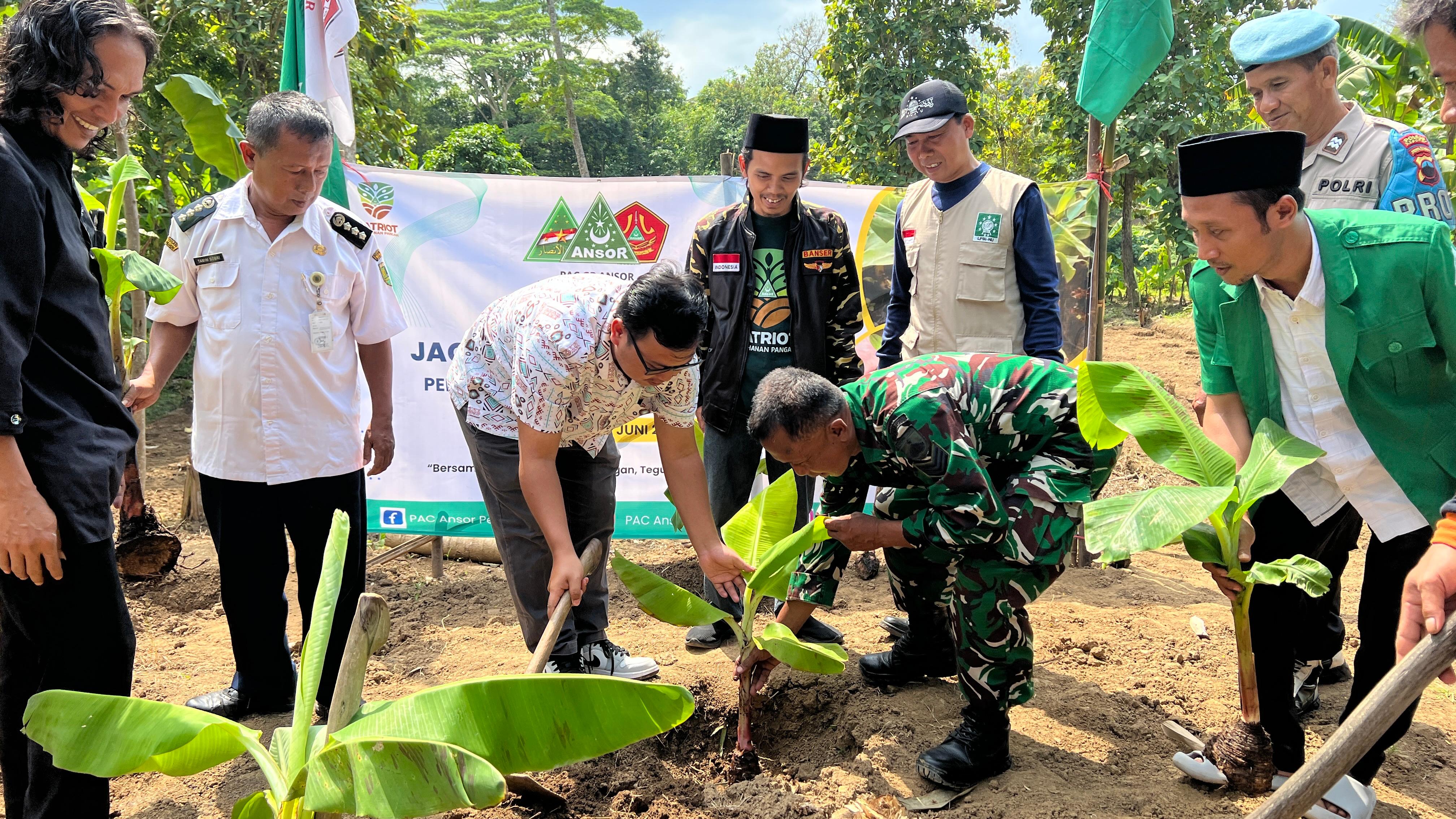 PAC GP Ansor Pejagoan Tanam 10 Ribu Pisang Cavendish 