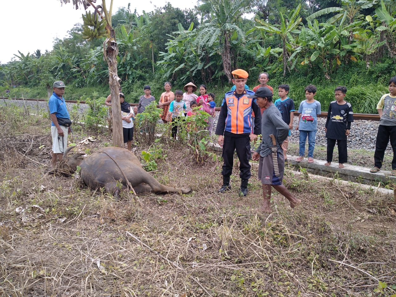 Enam KA Alami Keterlambatan Akibat Seekor Kerbau Tertemper KA Sawunggalih