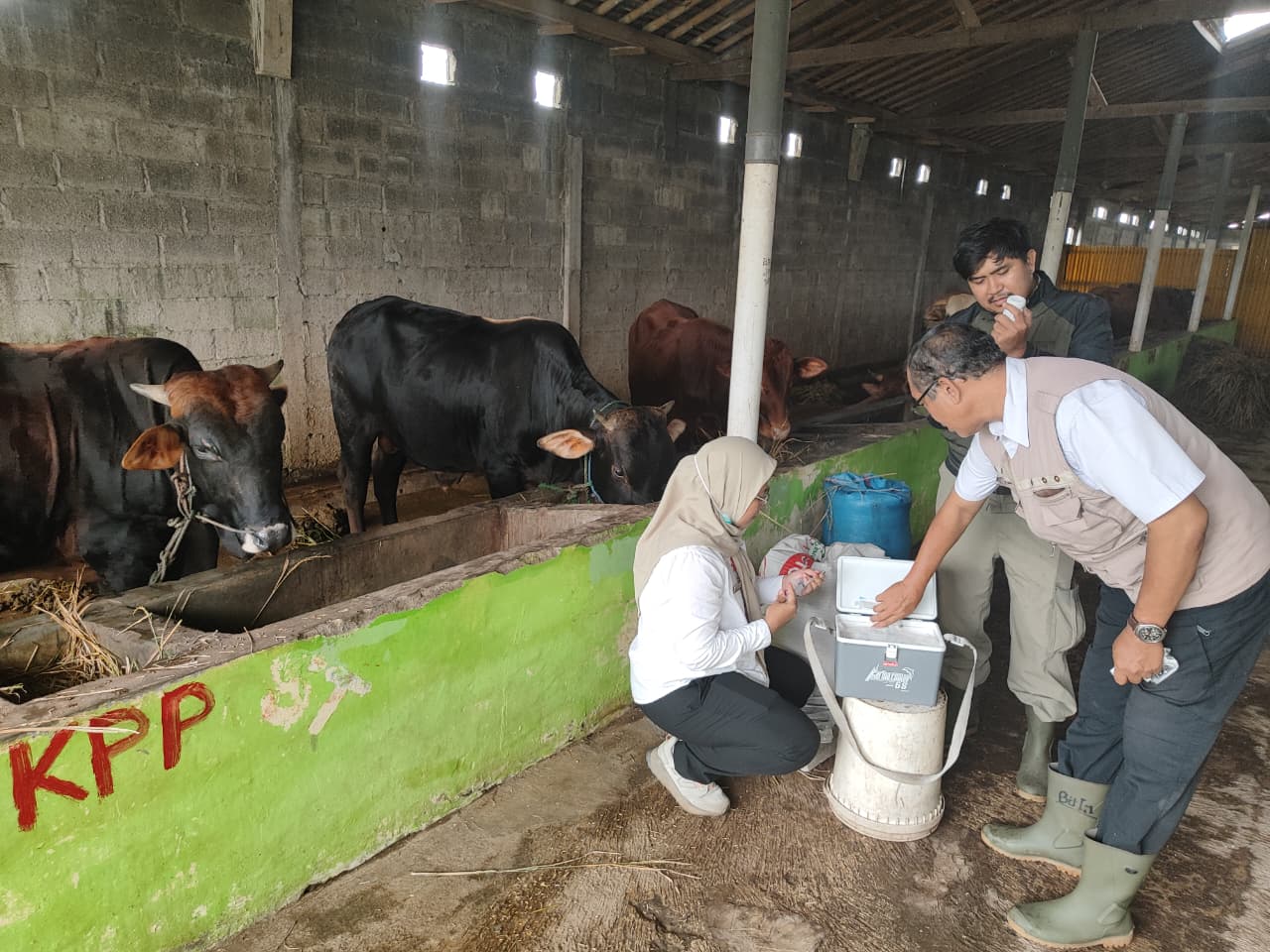 Jelang Idul Adha, 22 Sapi di Padamara Purbalingga Divaksin dan Diberi Obat Cacing Massal