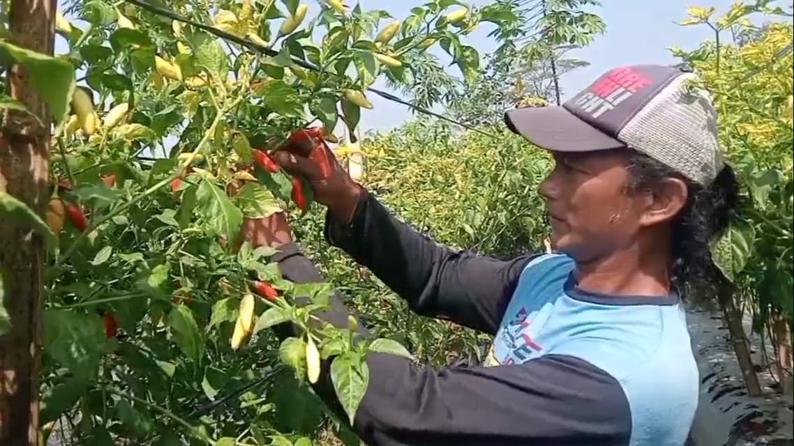 Momentum Emas, Petani Cabai Banjarnegara Panen Saat Harga Melambung