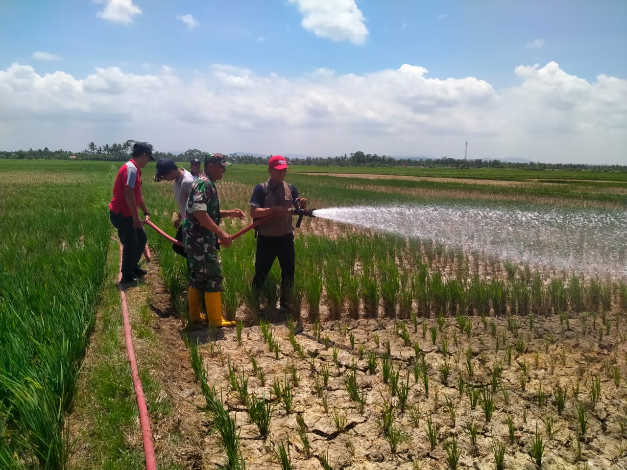 90 Hektare Sawah di Desa Grugu Terancam Gagal Panen, Ini upaya Pemkab Cilacap