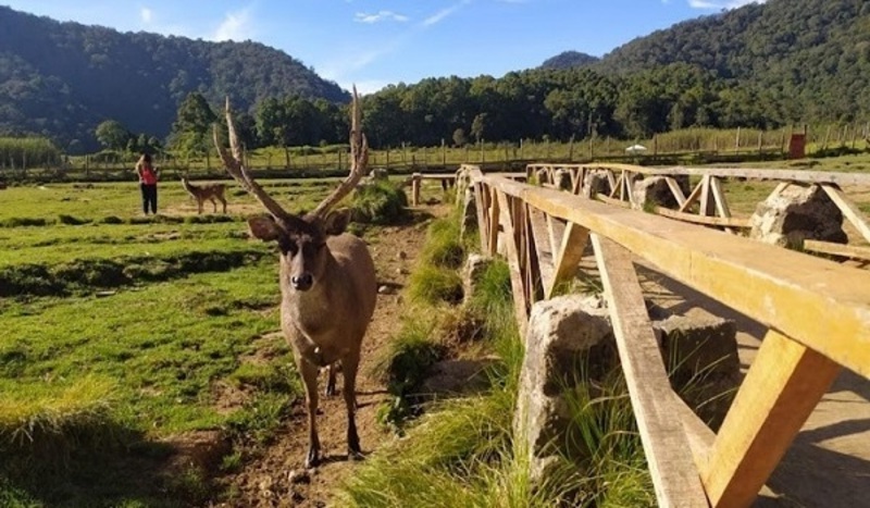 Wisata Alam Ranca Upas, Bisa Berinteraksi Langsung Dengan Rusa