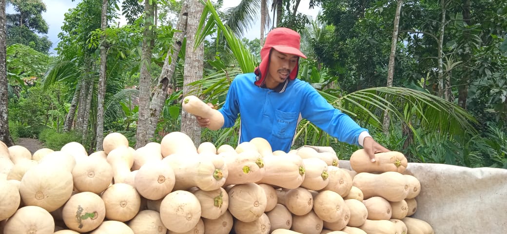  Meski Sulit Lolos Ekspor, Petani Peminat Labu Madu Meningkat di Banyumas