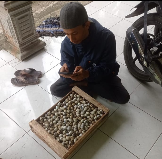 Jelang Puasa Harga Telur Puyuh di Kebumen Justru Turun