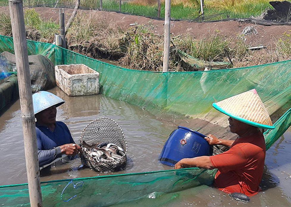 Investor Malaysia Lirik Budidaya Sidat di Cilacap, Bupati Syamsul: Kami Siap Sambut Peluang