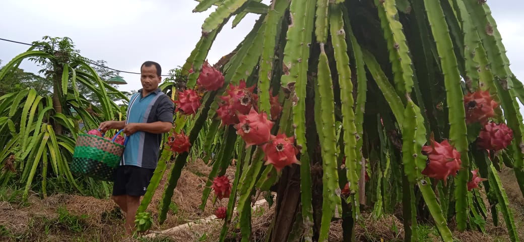 Sehari 100 Kg, Kebun Buah Naga Kewalahan Penuhi Permintaan Pasar