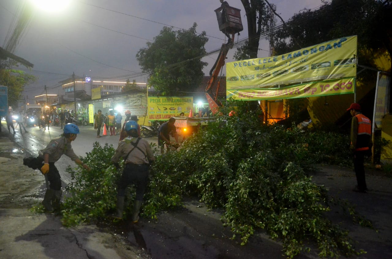 Hujan Disertai Angin di Kabupaten Banyumas, Pohon Tumbang di Sejumlah Wilayah