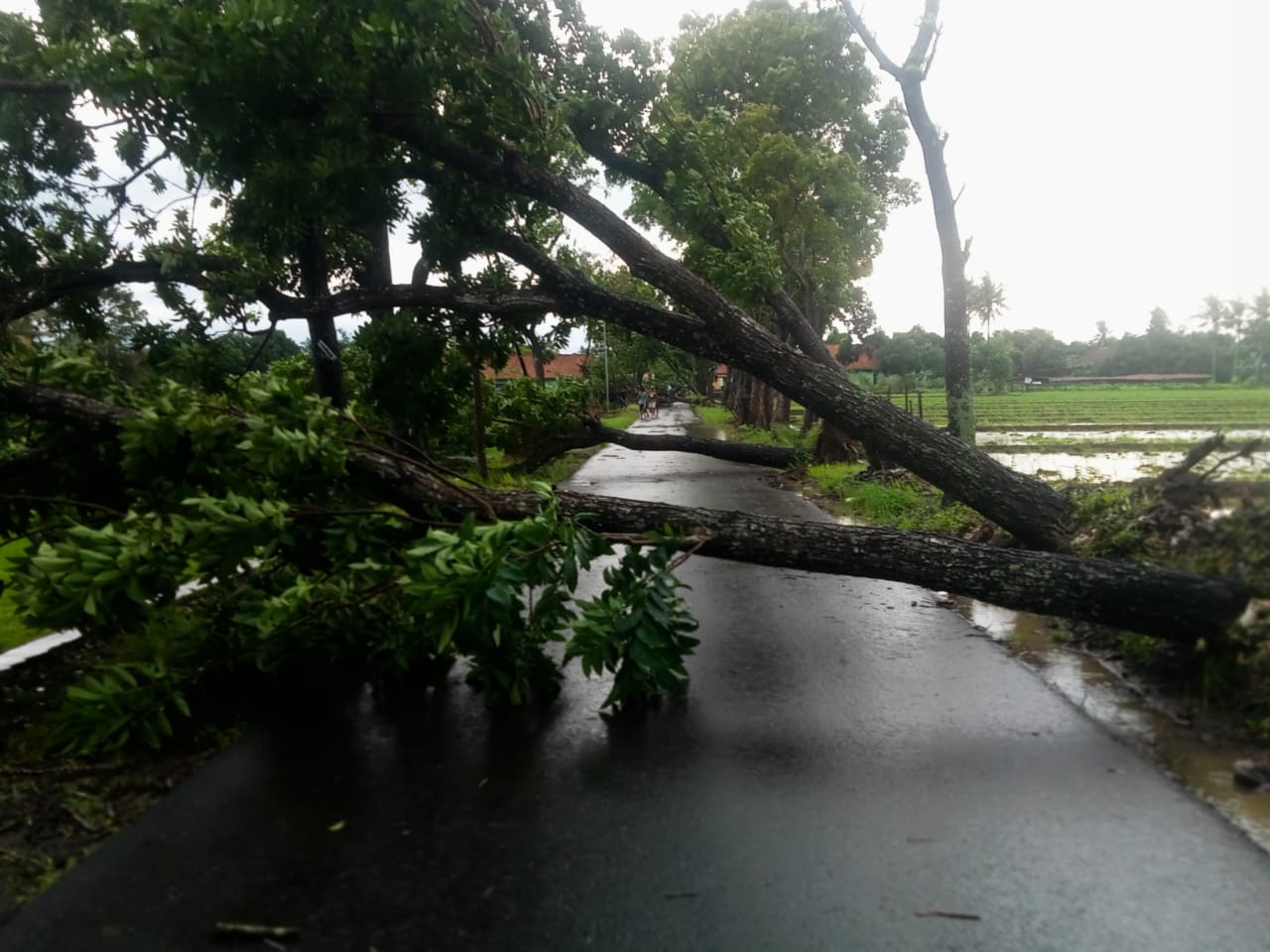 Hujan Disertai Angin, Puluhan Pohon Tumbang Lalu Lintas Sementara Lumpuh