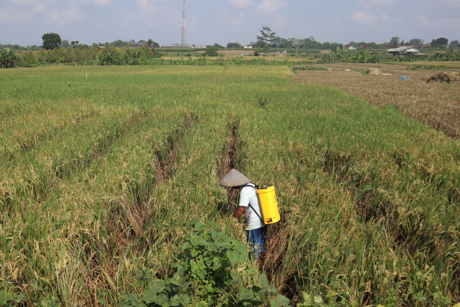 Petani Dengan Lahan Kurang Dari Dua Hektar Bakal Dapat Asuransi 