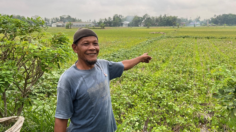 Kemarau Basah, Petani Kebumen Gelisah