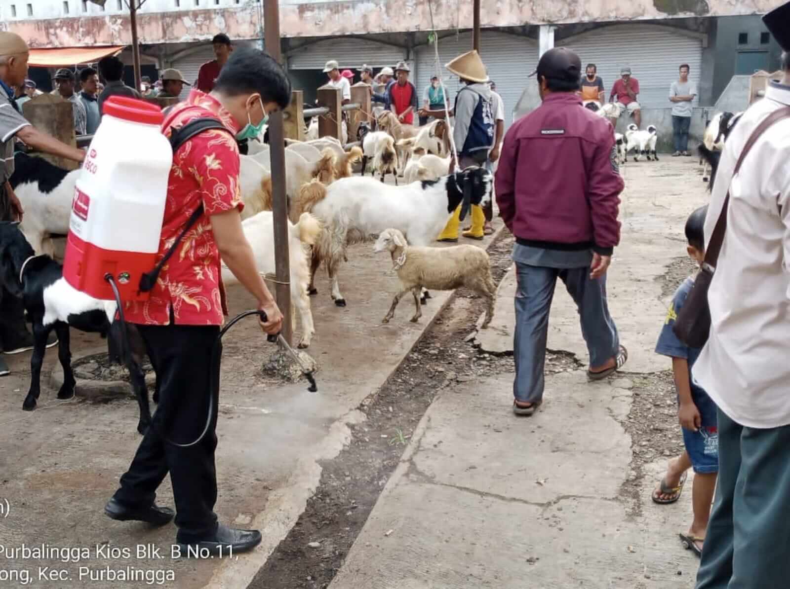 Cacing Hati Pada Hewan Kurban Masih Berpotensi, Ini Langkah Dinpertan Purbalingga