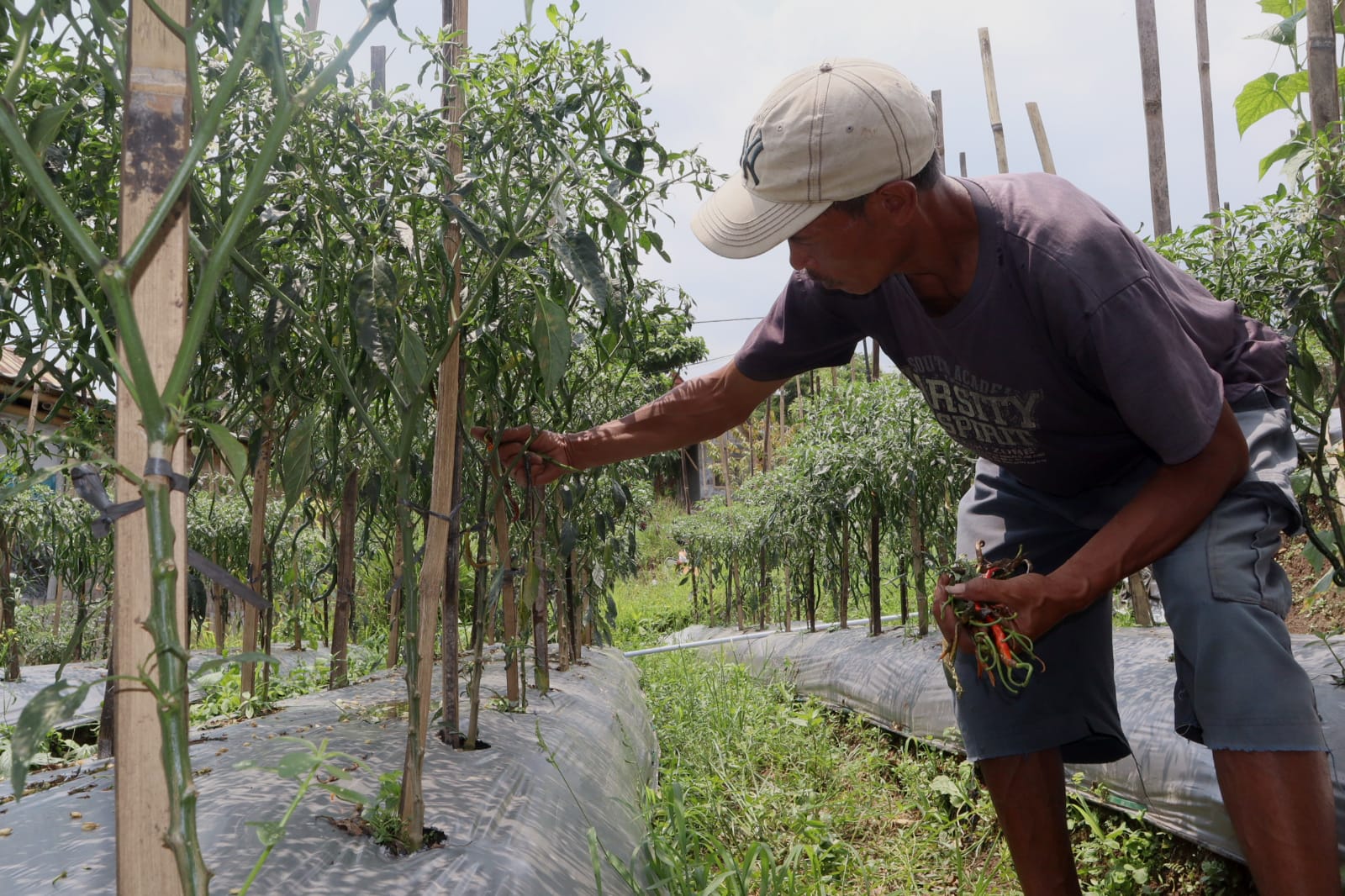 Petani Sumringah Harga Cabai Mulai Naik