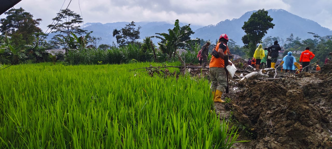Kerusakan Pertanian Situkung Capai Rp 4,1 Miliar, 280 Ternak Mati Tertimbun Longsor