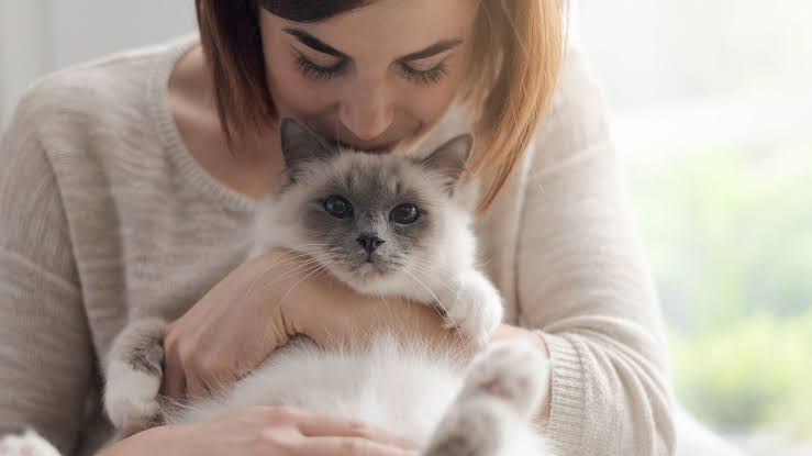 8 Manfaat Memelihara Kucing bagi Kesehatan Mental 