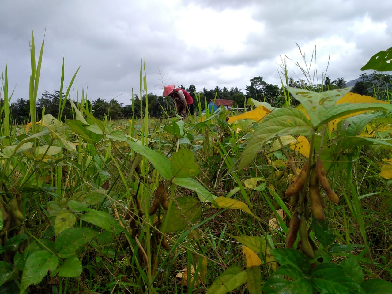  Petani di Watuagung Tambak: Kedelai Tumbuh Kurang Maksimal