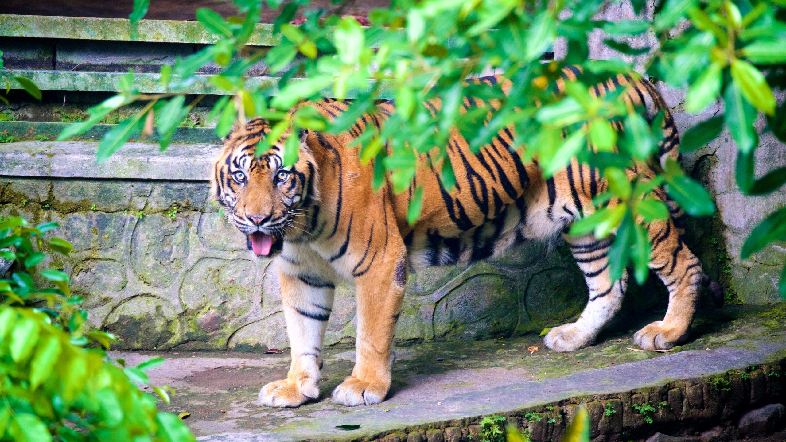 Serunya Berwisata ke Gembira Loka Zoo Saat Berlibur ke Jogja, Jangan Sampai Terlewat