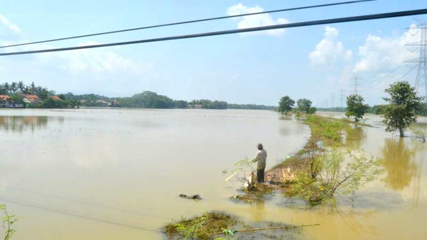 Total 1000 Hektar Lebih Lahan Pertanian Terendam Banjir di Cilacap