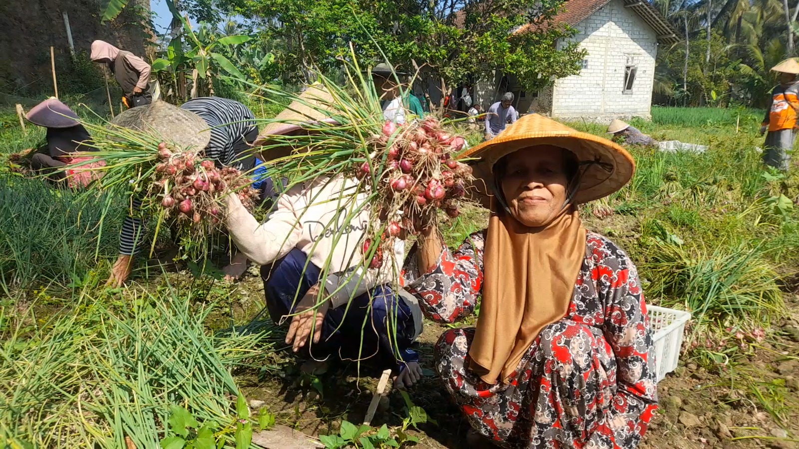 Kemarau Bukan Halangan, Petani Banjarnegara Raup Rp 40 Juta dari Bawang Merah