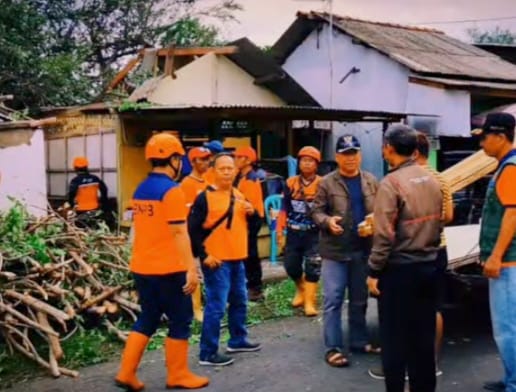 Pohon Lapuk Tumbang Timpa Rumah dan Balai Warga di Tegalkamulyan Cilacap