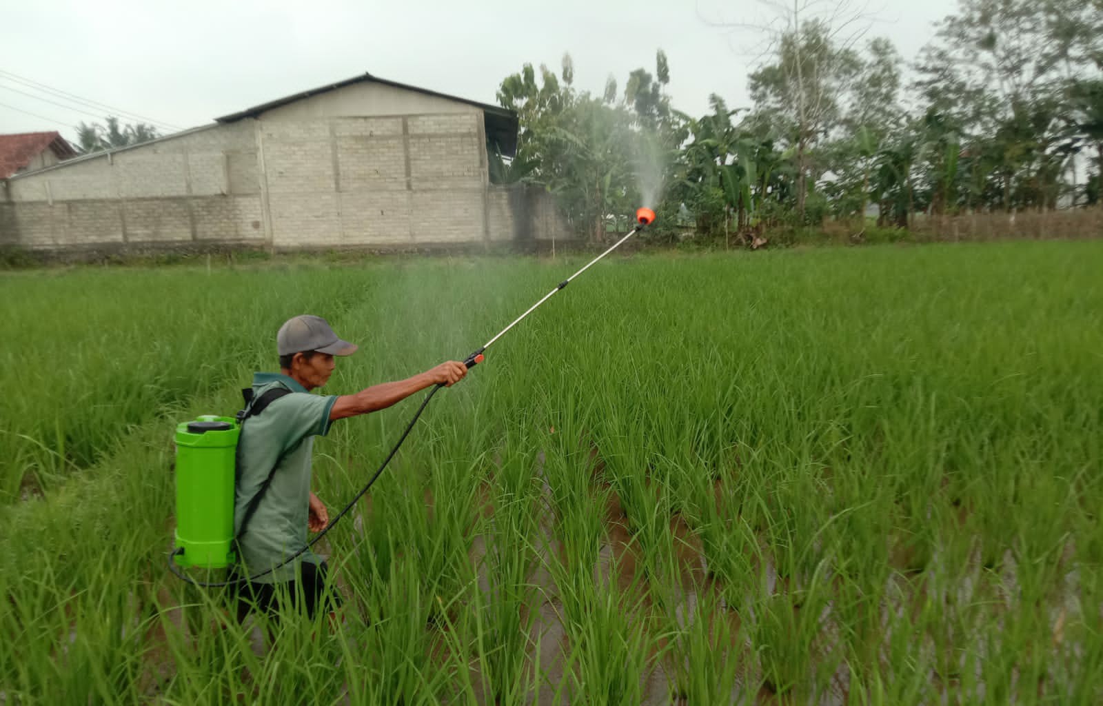 Aplikasi Biosaka Diminati Petani Banyumas