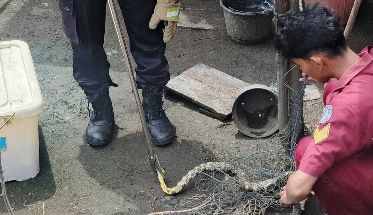 Januari, Damkar Cilacap Tangani 212 Kasus Tawon dan 110 Ular