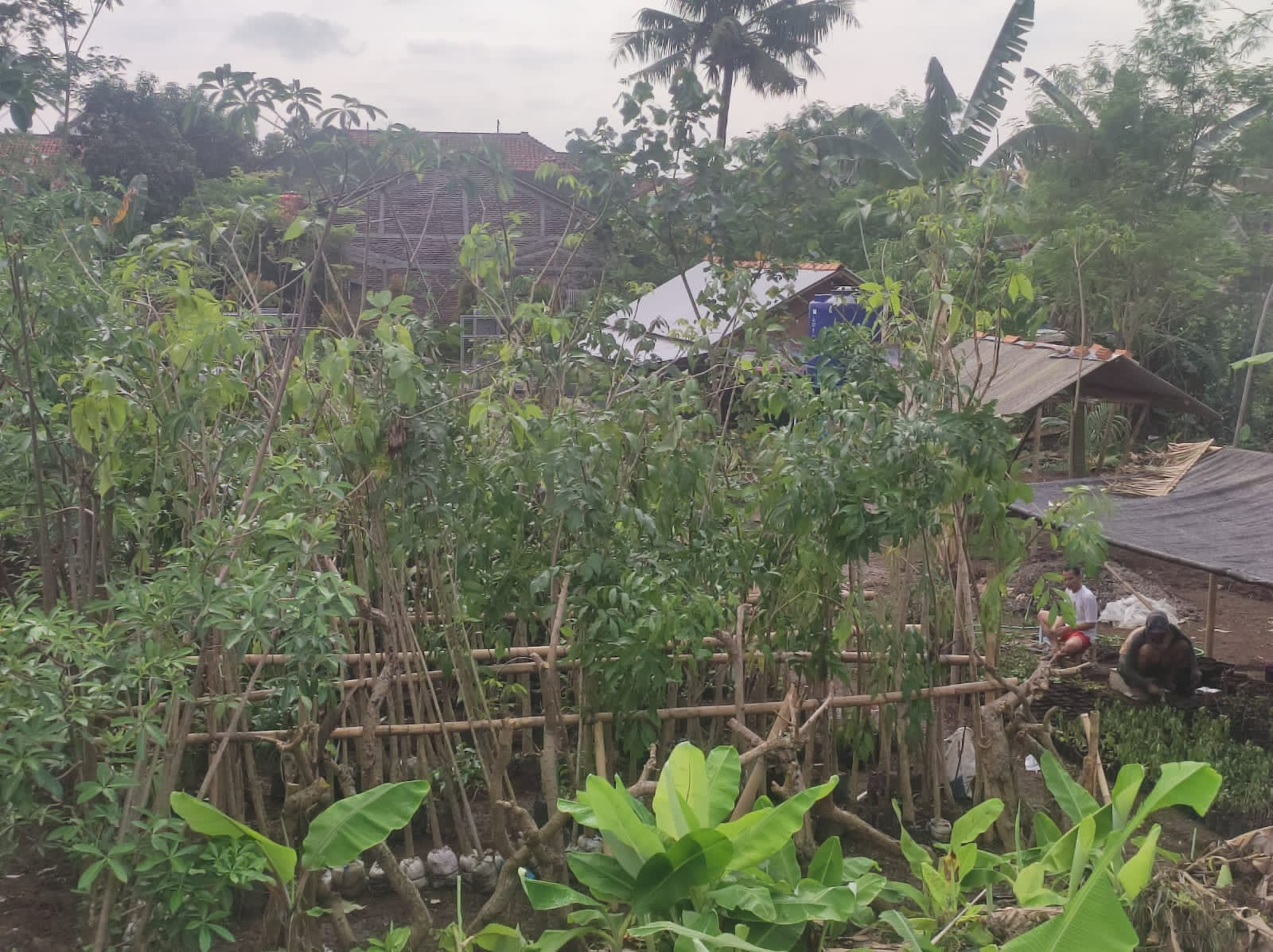 Anggaran Kebun Bibit di Jalan Bung Karno Purwokerto Masih Jauh Dari Target