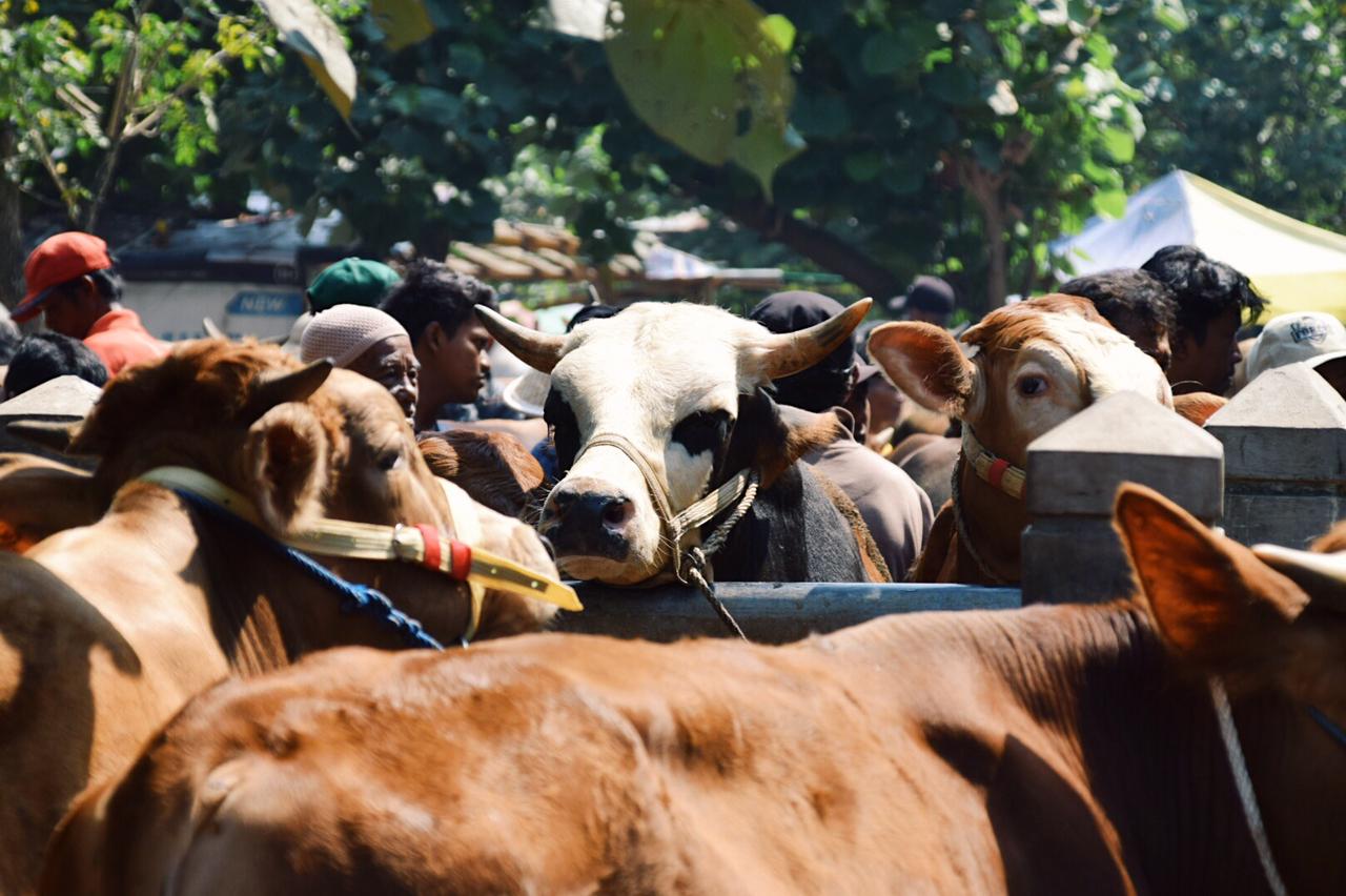 Stok Hewan Kurban di Banyumas Dipastikan Aman dan Sehat