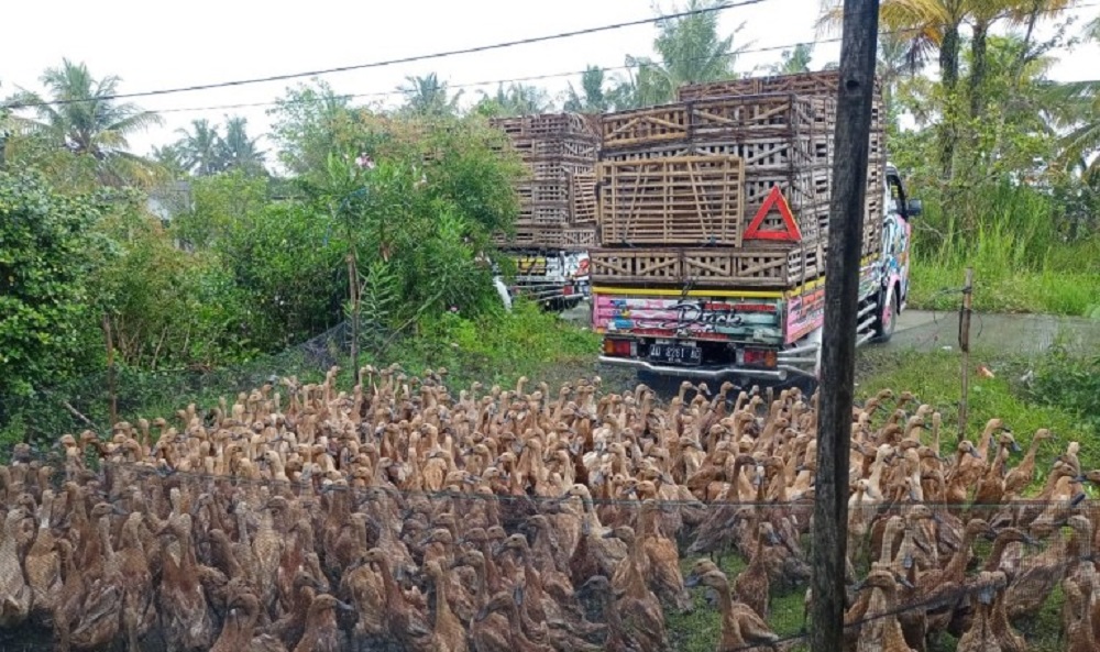 Ramai Virus Flu Burung, Dinas Pertanian Cilacap Lakukan Pemantauan Hewan Ternak