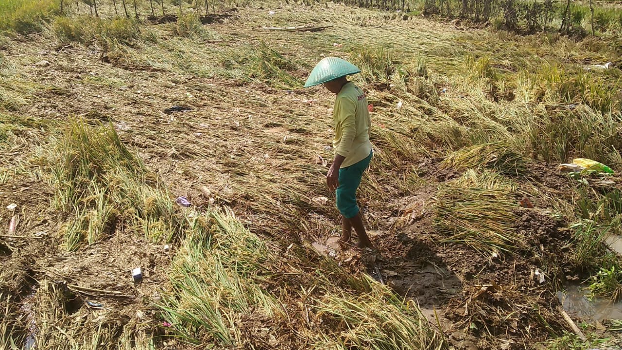Cuaca Buruk, Tanaman Padi Rata dengan Tanah