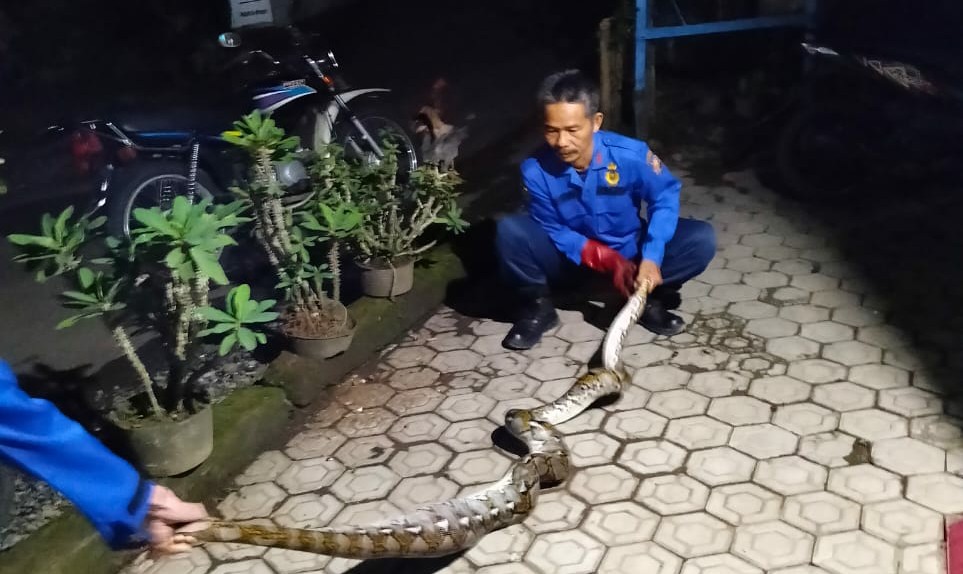 Warga Kecila Dua Kali Didatangi Piton