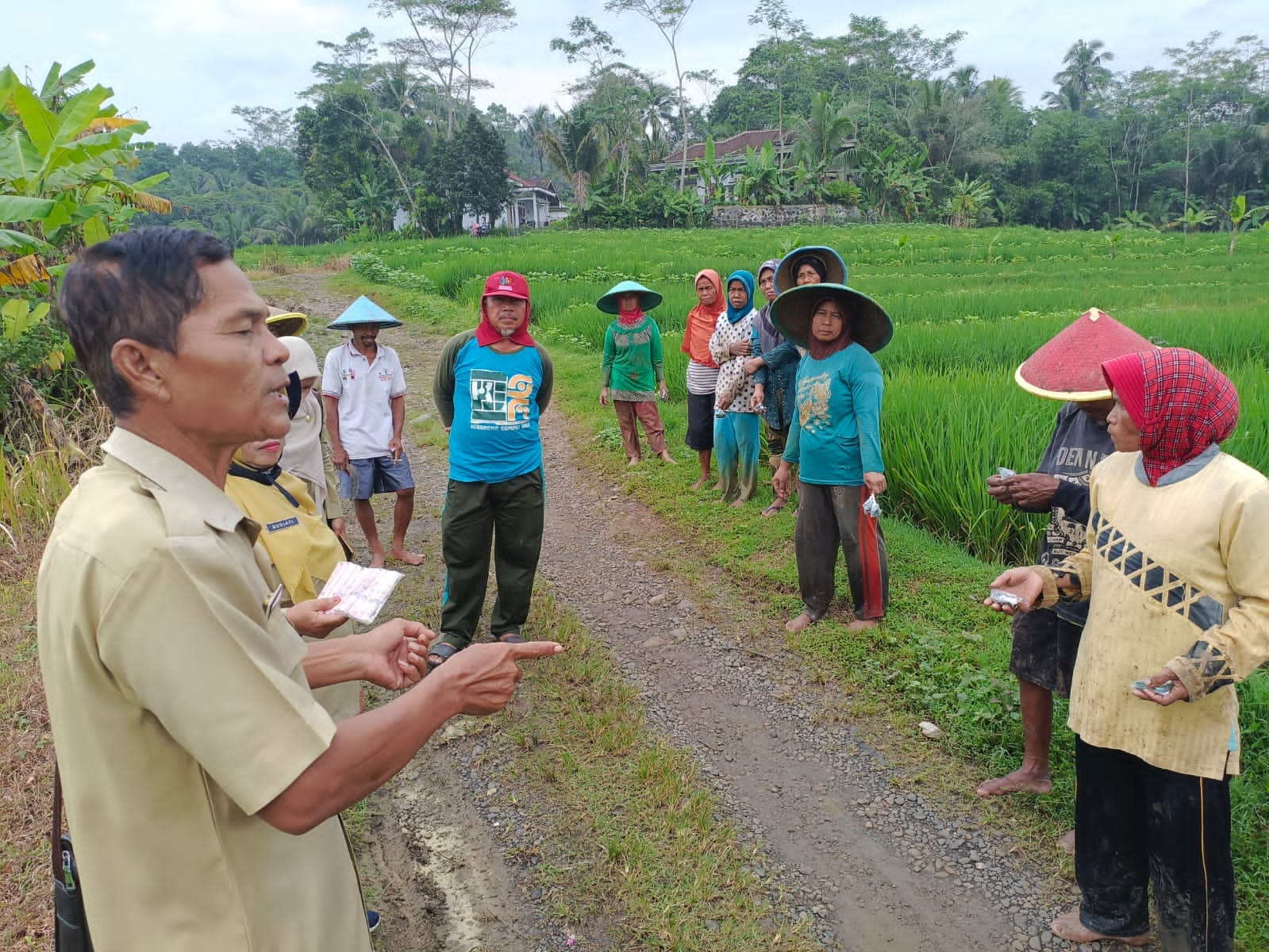 1,5 Hektar Lahan Sawah Diserang Tikus, 23 Hektar Lainnya Terancam