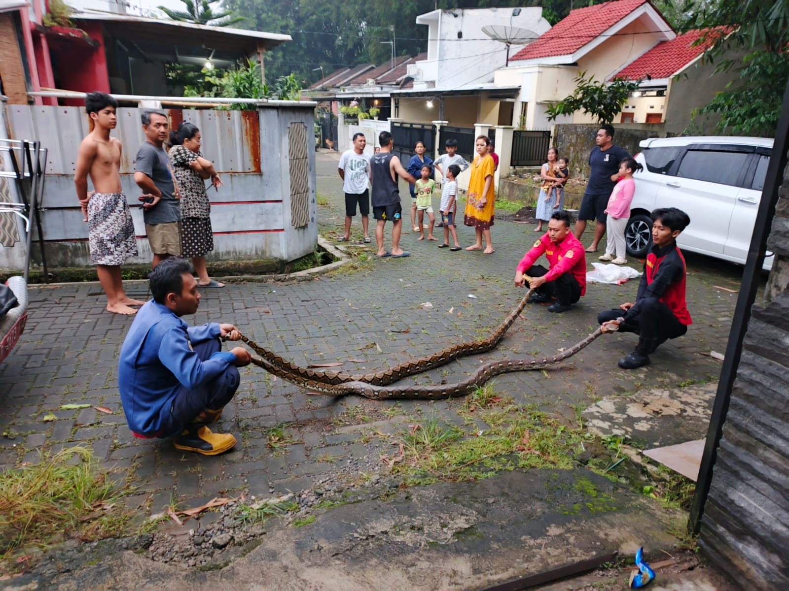 Plafon Jebol, Warga Teluk Dikejutkan dengan Dua Ekor Ular Sanca