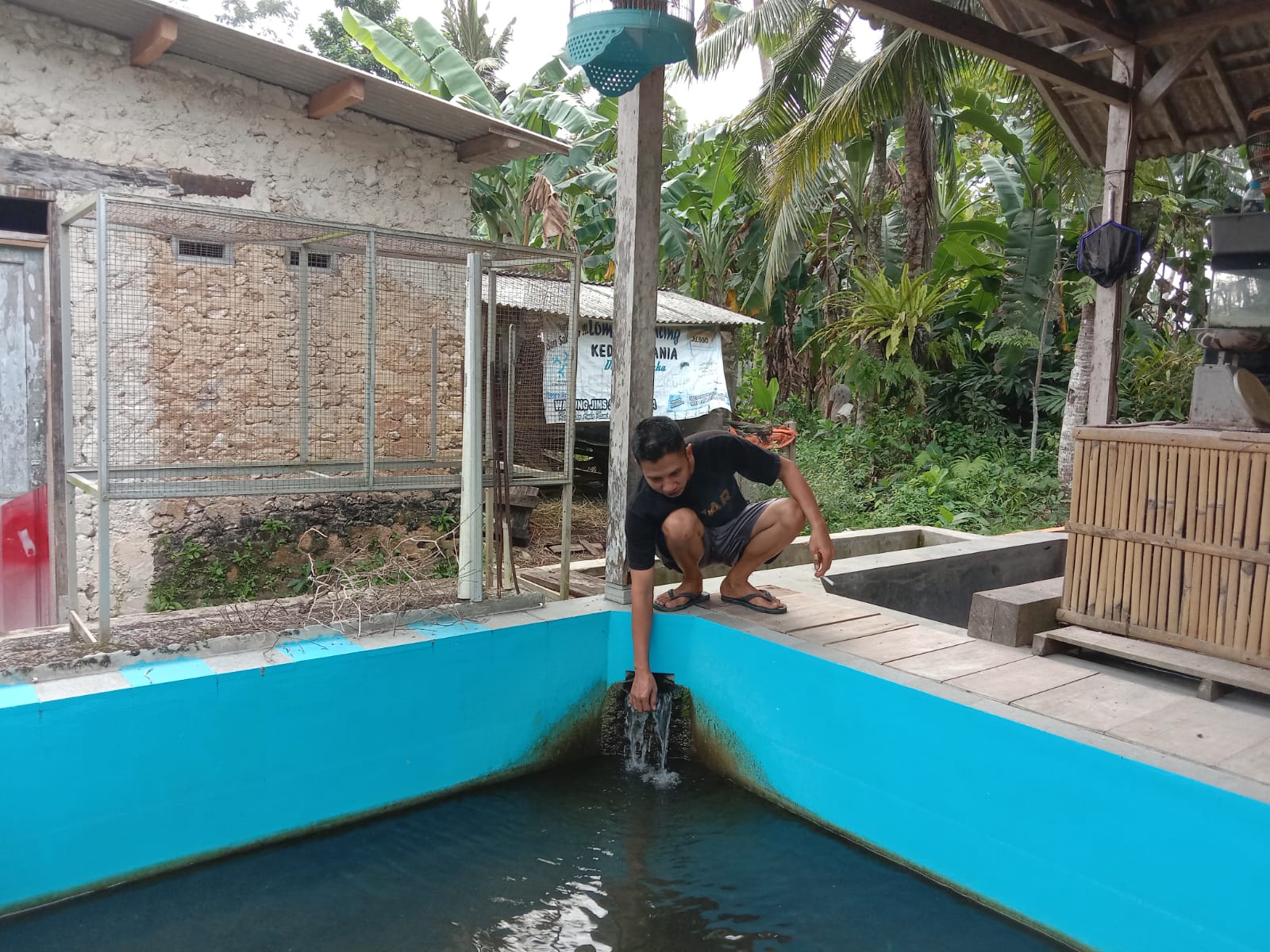 Pakan Mahal, Peternak Pindah Haluan