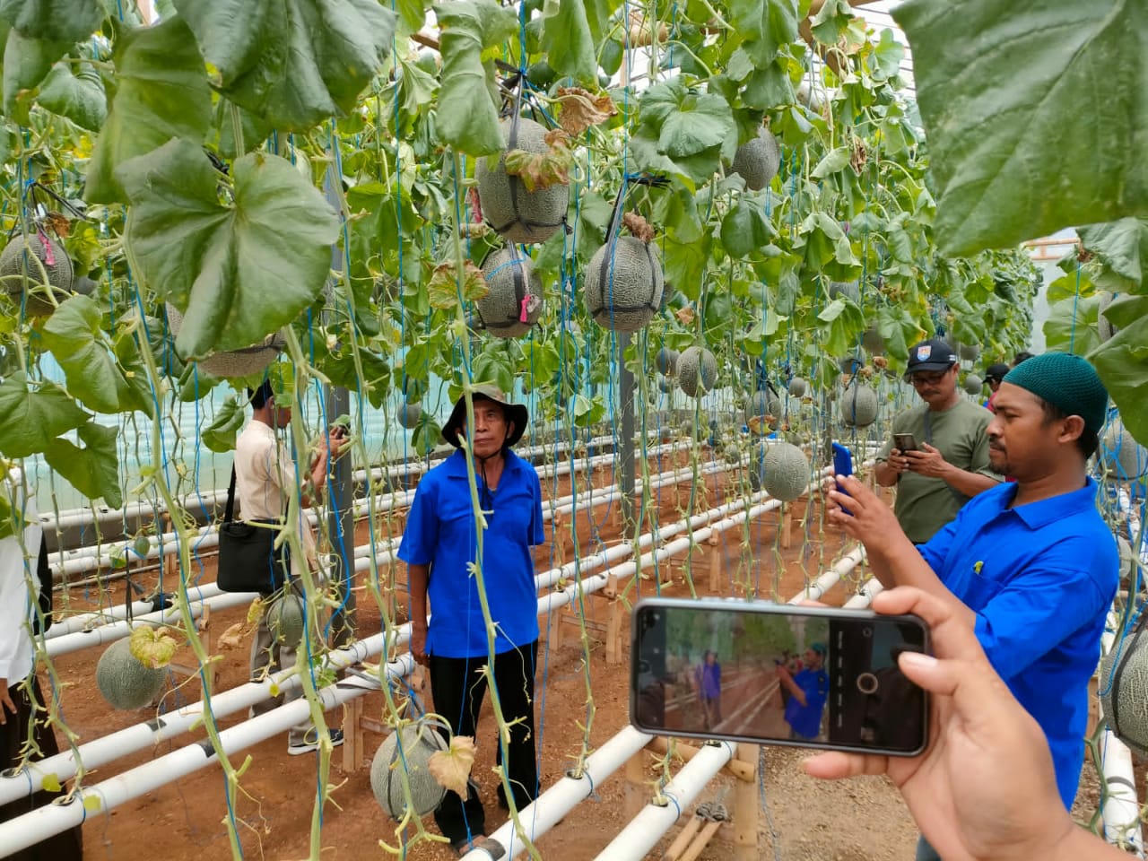 Peluang Usaha Budidaya Melon Hidroponik Sistem Green House Terus Dilirik