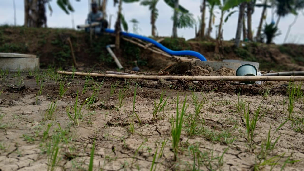 Juli-Agustus Puncak Kemarau, Potensi Kebakaran dan Kekeringan Lahan Tinggi