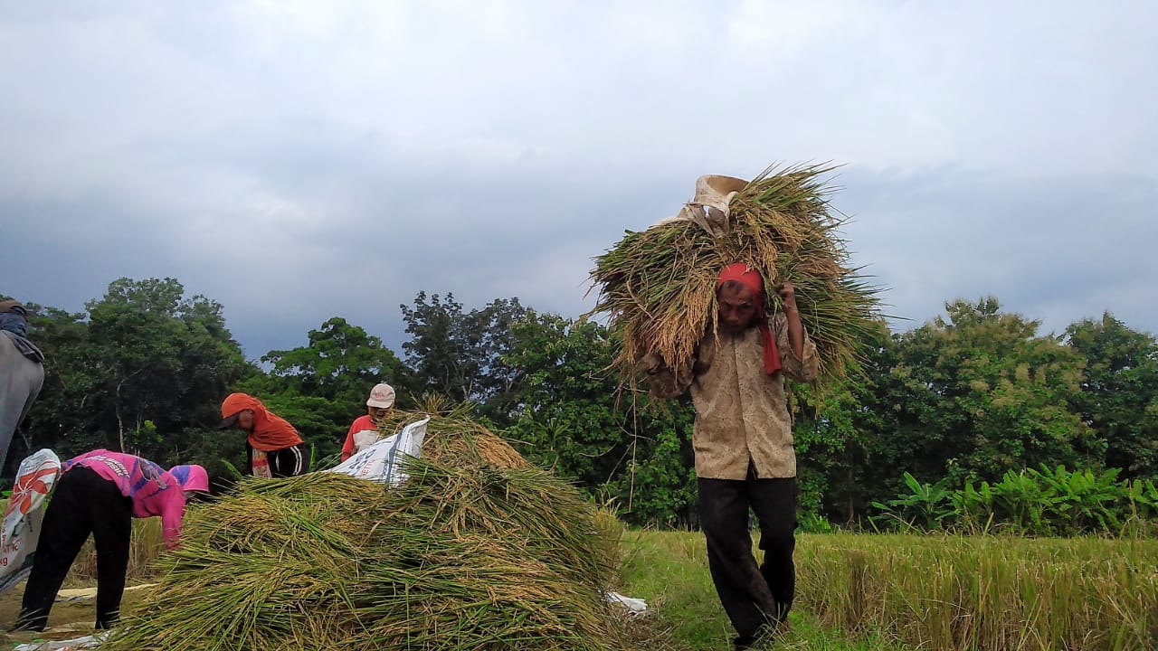 Belum Semua Petani di Banyumas Terakomodir Program Sergap