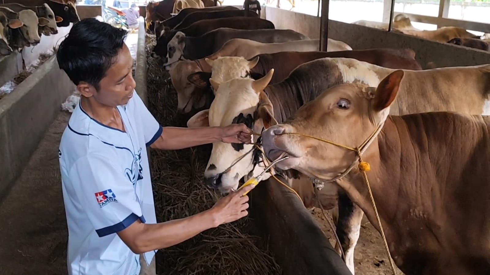 Jelang Idul Adha, Harga Sapi di Banjarnegara Melonjak Tajam