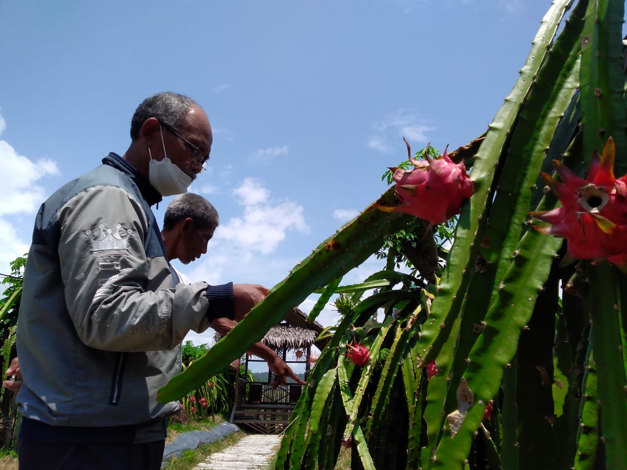 Penasaran Setelah Baca Koran Radar Banyumas, Herdi Datangi Kebun Buah Naga di Pekunden