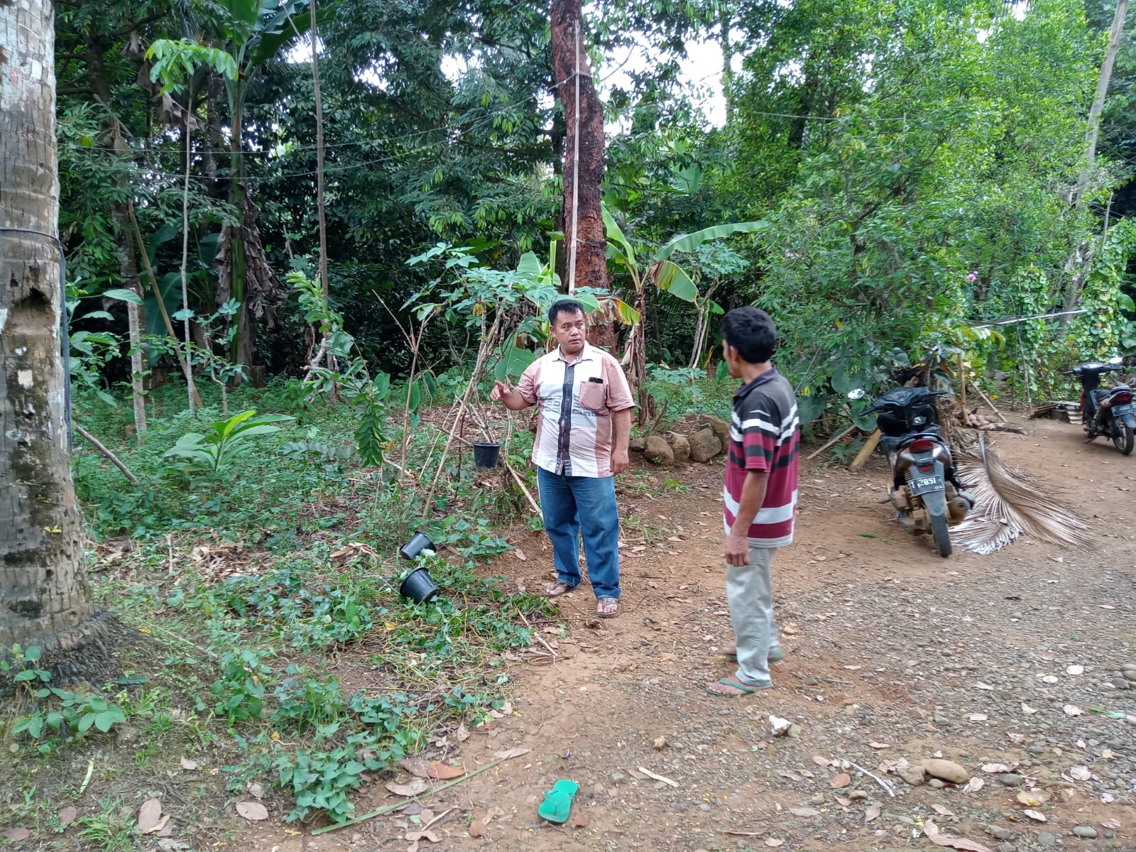 Innalillahi, Penderes Meregang Nyawa Usai Jatuh dari Pohon Kelapa