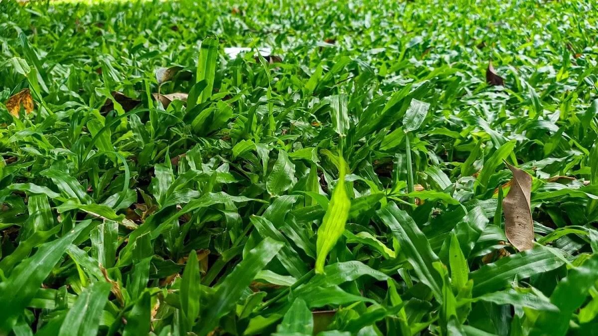 Cara Merawat Rumput Gajah Agar Tetap Rapi, Jangan Dibiarkan Begitu Saja