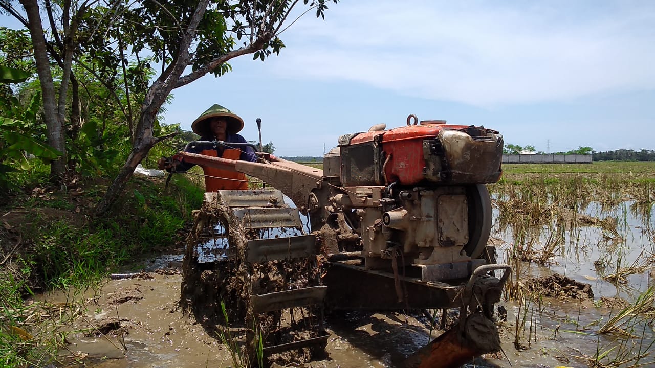 Pemerintah Desa Gumelar Kidul Kecamatan Tambak Dorong Petani Untuk Melakukan Percepatan Tanam