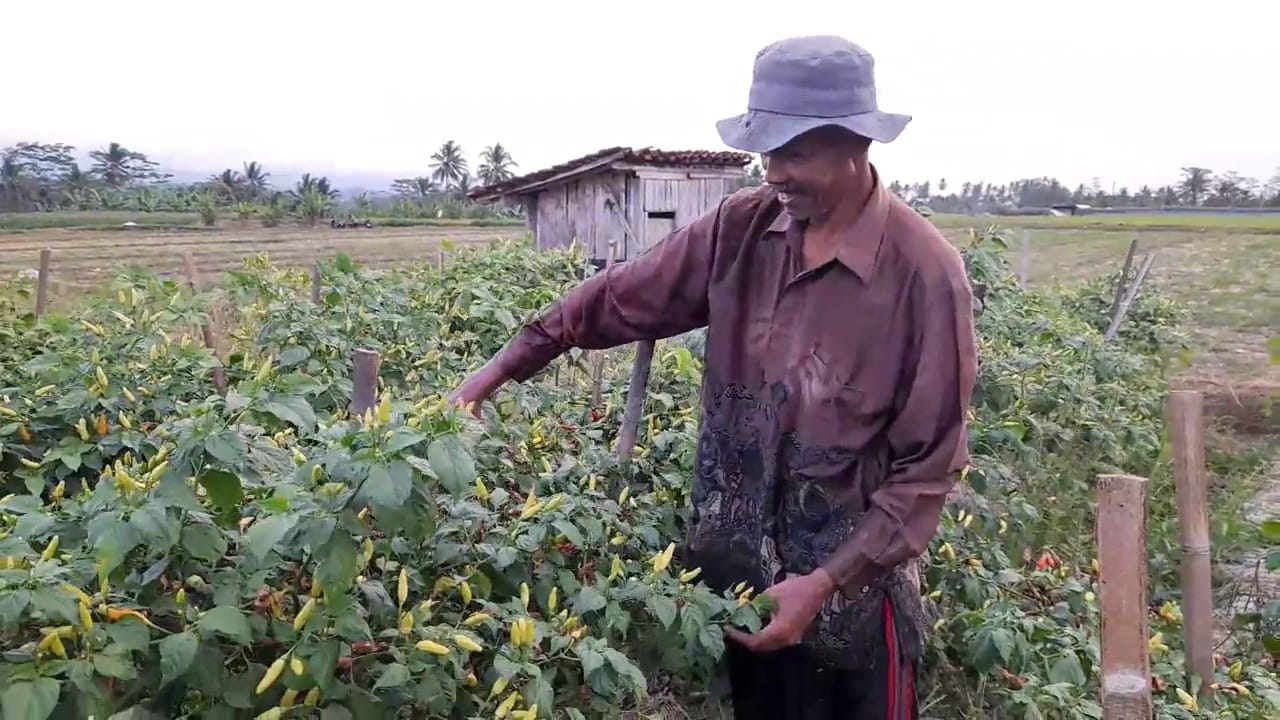 Harga Cabai Naik, Petani di Banjarnegara Rugi Akibat Gagal Panen karena Serangan Patek