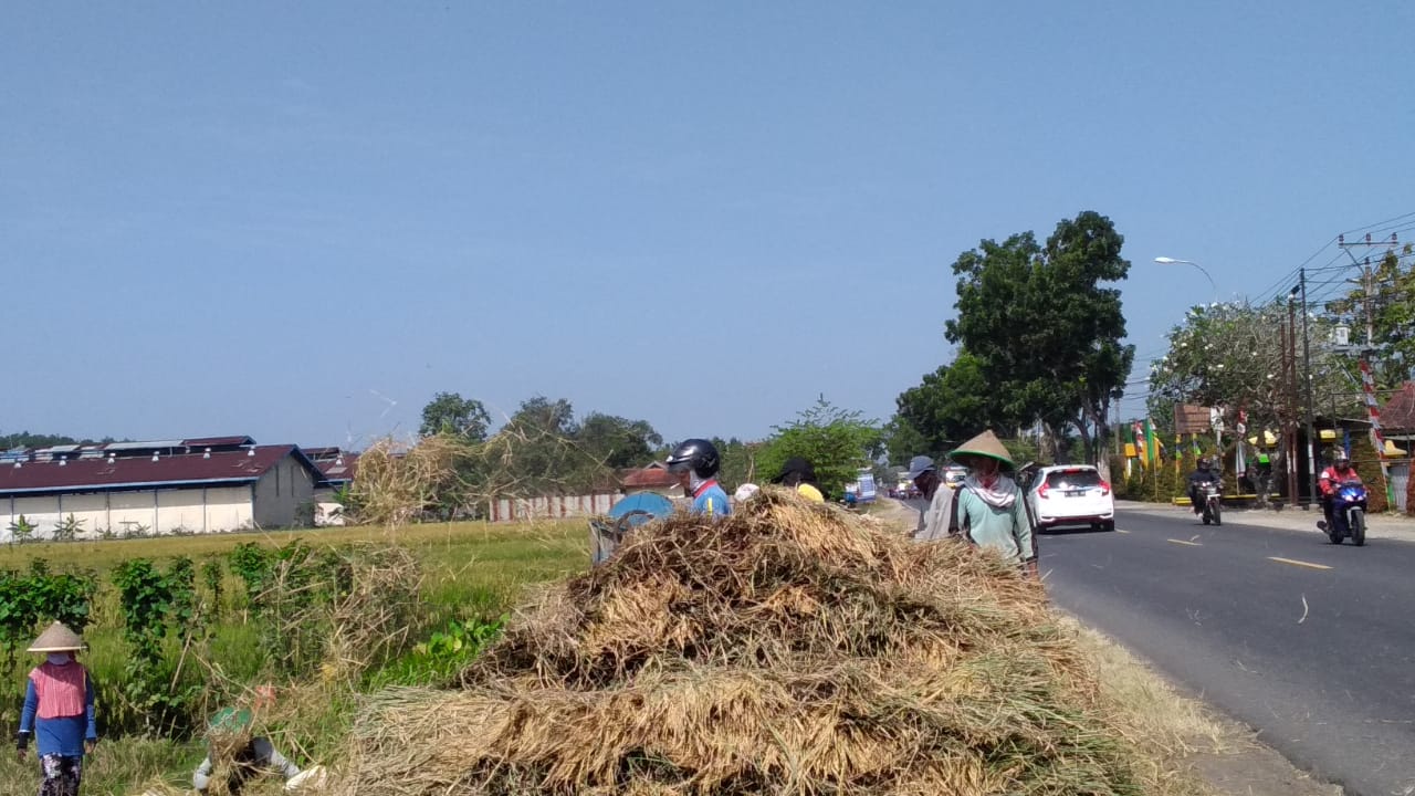 Pemanfaatan Jerami di Sumpiuh Belum Maksimal