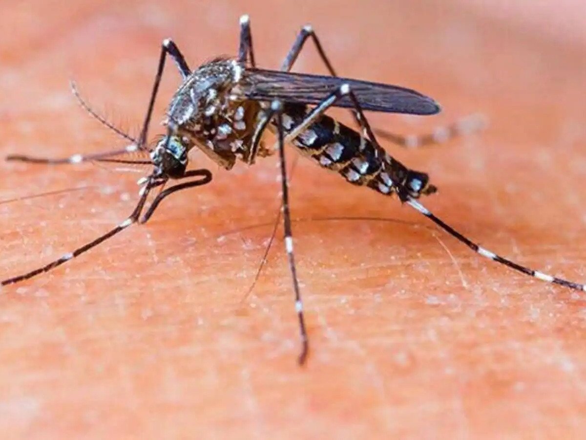 Malaria: Penyebab dan Langkah-langkah Efektif untuk Pencegahan!