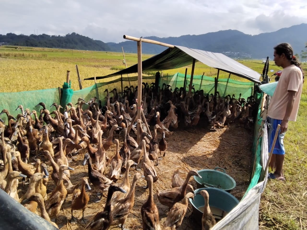 Profesi Langka yang Bertahan di Tengah Sawah